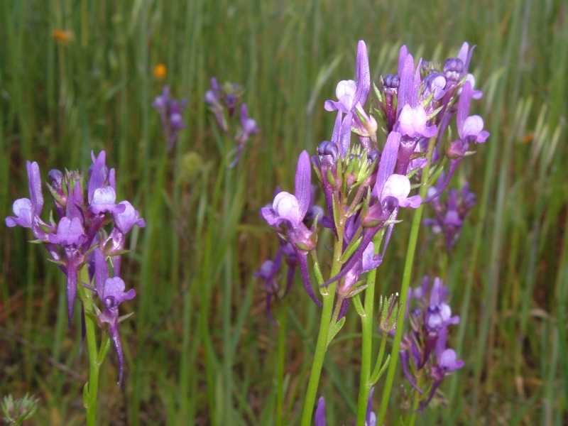 Linaria pelisseriana / Linajola di Pellicier